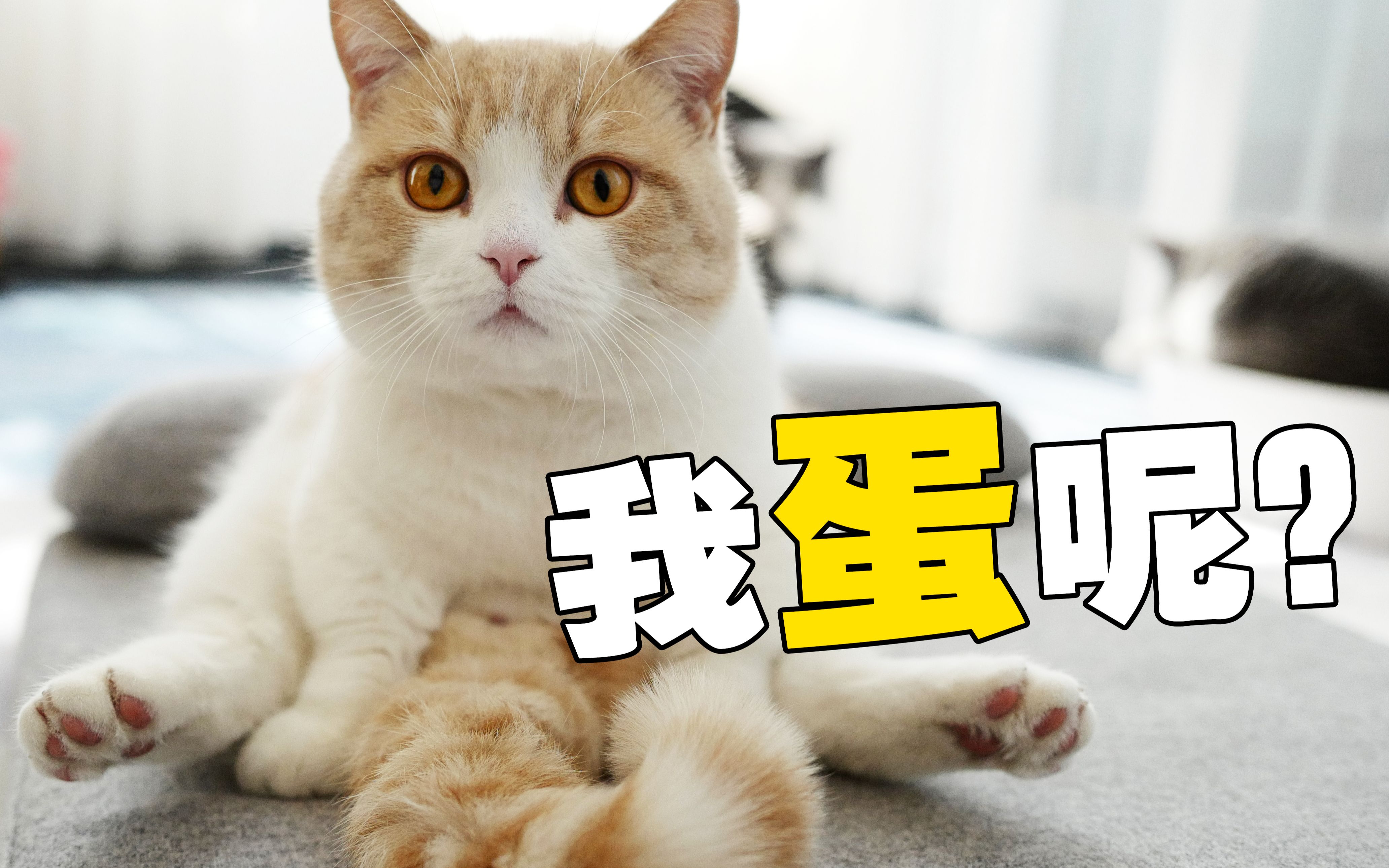 春天到了,家里猫都发情了,是时候做点什么了_哔哩哔哩_bilibili