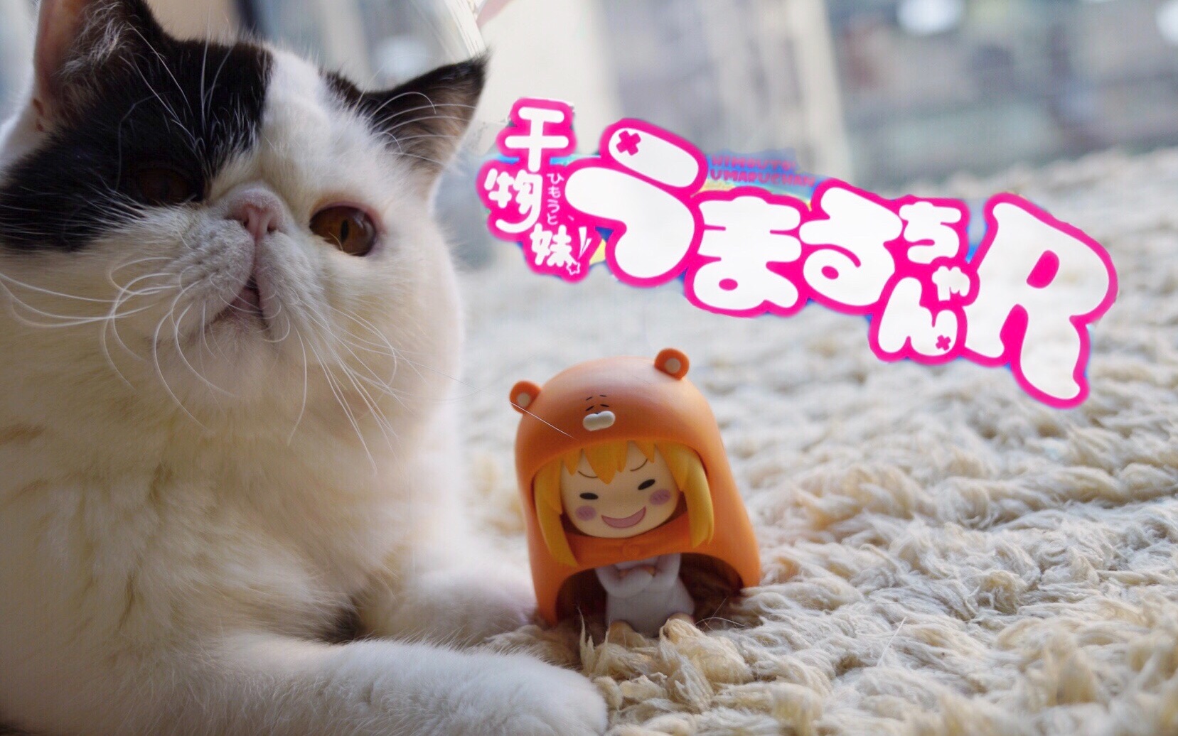 干物喵体操～～初投稿喵喵喵～～【全民小埋体操】_哔哩哔哩_bilibili