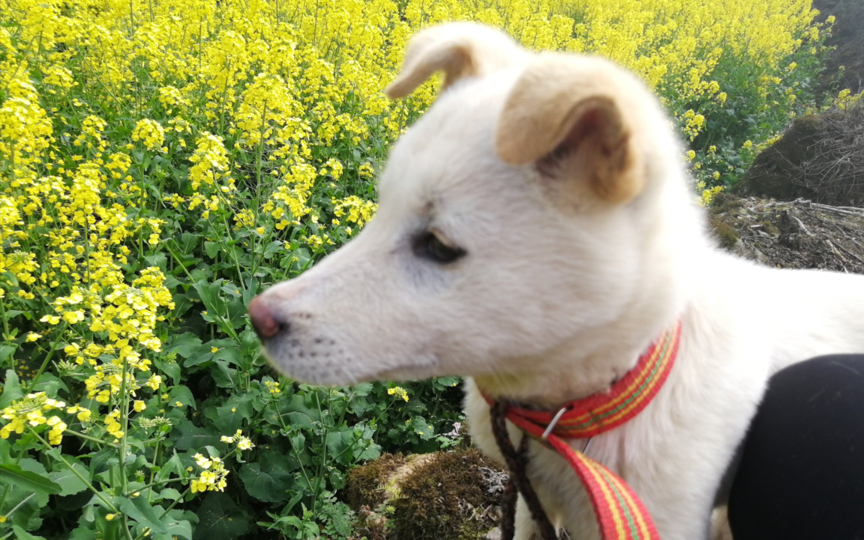 【春天的约会】后续之野狗的脱缰诱惑!