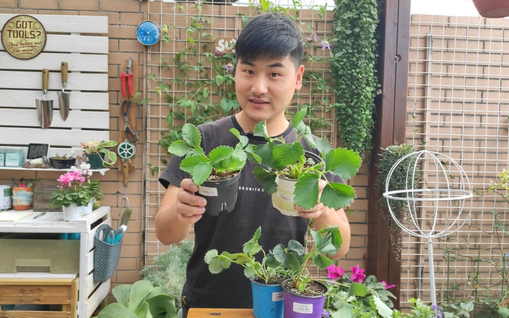 秋天种草莓最合适,现在种植想要一直到明年5月都有果子吃,选对品种是最关键的!哔哩哔哩bilibili