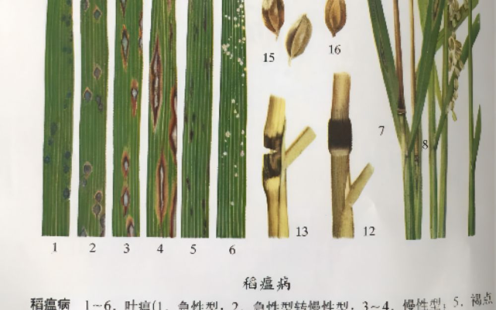 [图]稻瘟病简介及防治