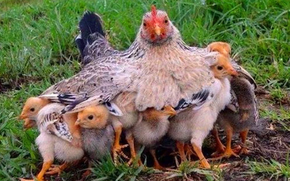 鸡妈妈保护小鸡的图片图片