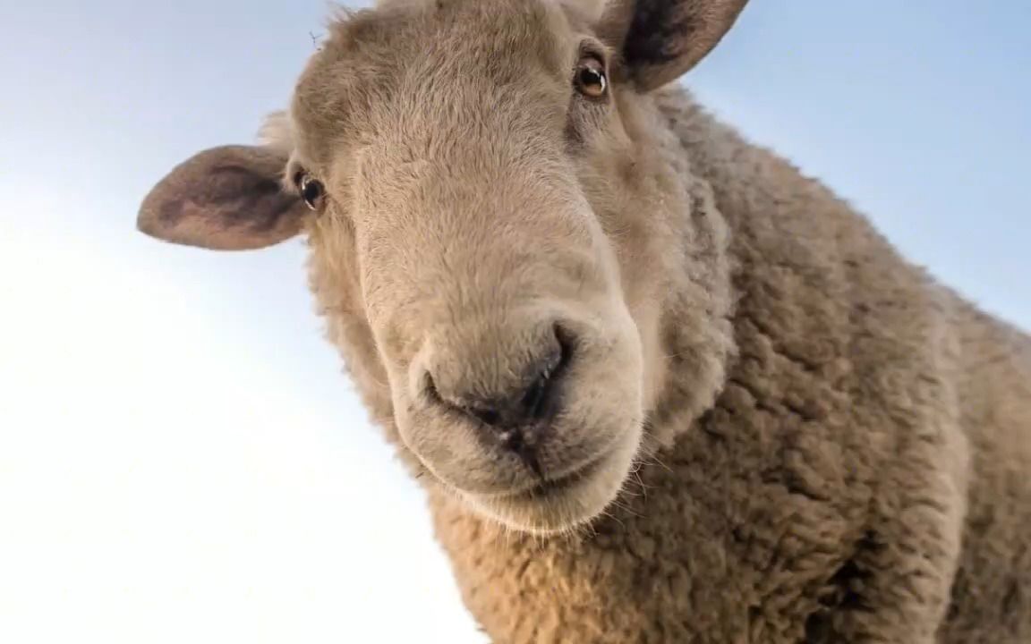绵羊表面是温顺可爱,骨子里却装着个二傻子,哈哈哈