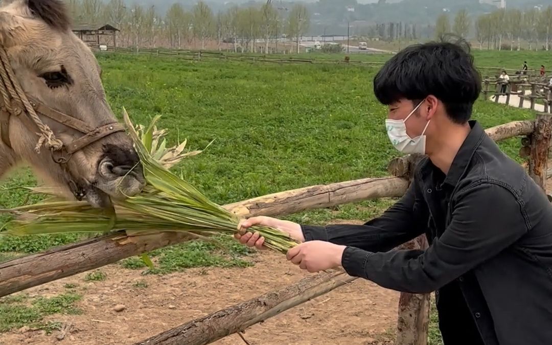 【重庆vlog】实地探索重庆广阳岛,给大家看看广阳岛真实的样子.哔哩哔哩bilibili