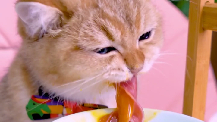 小猫咪冬天也要吃牛肉火锅
