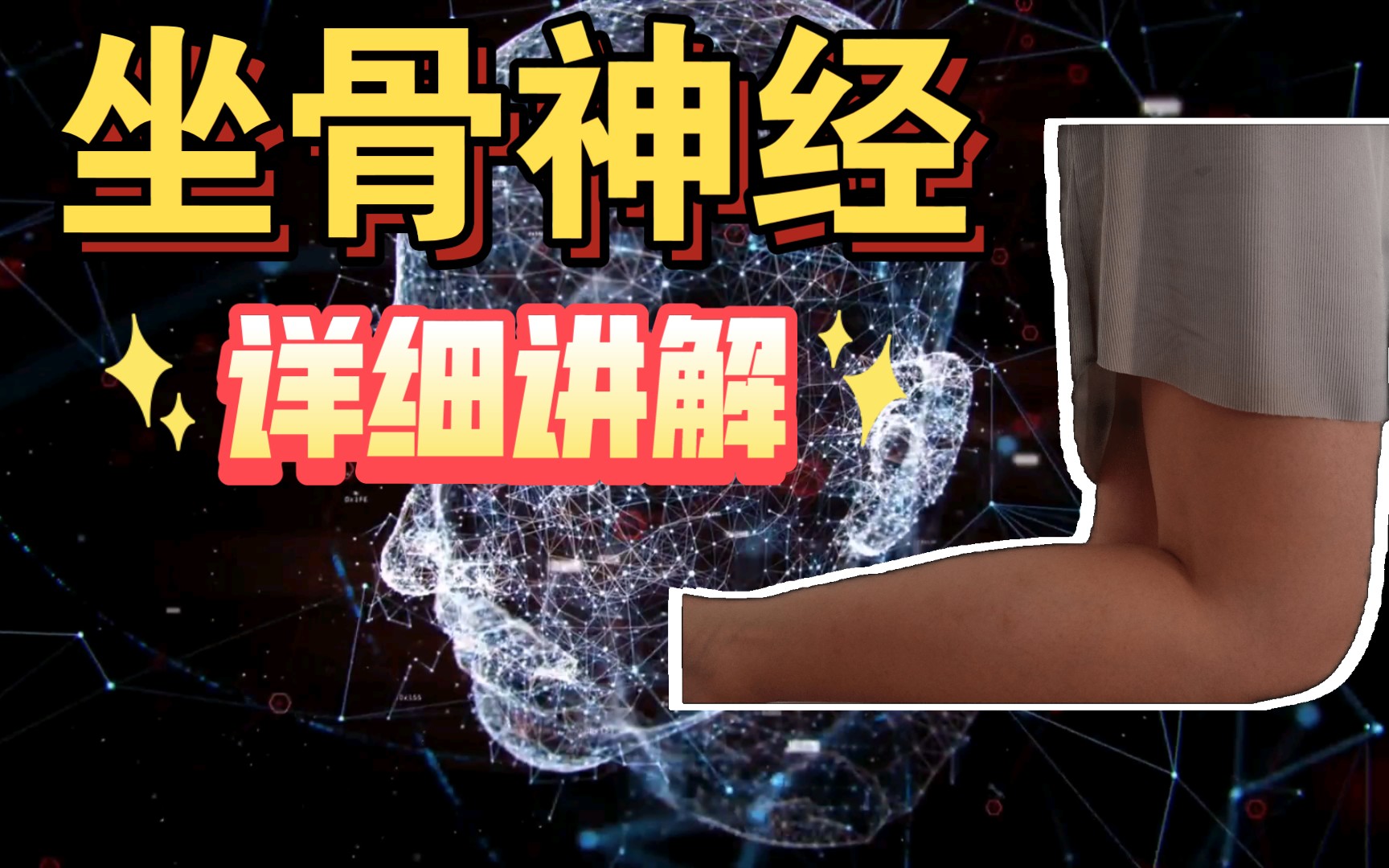 【从解剖出发坐骨神经】了解坐骨神经本干的解剖走形,运动支配和损伤后的功能障碍,更好的学习解剖和相关功能哔哩哔哩bilibili