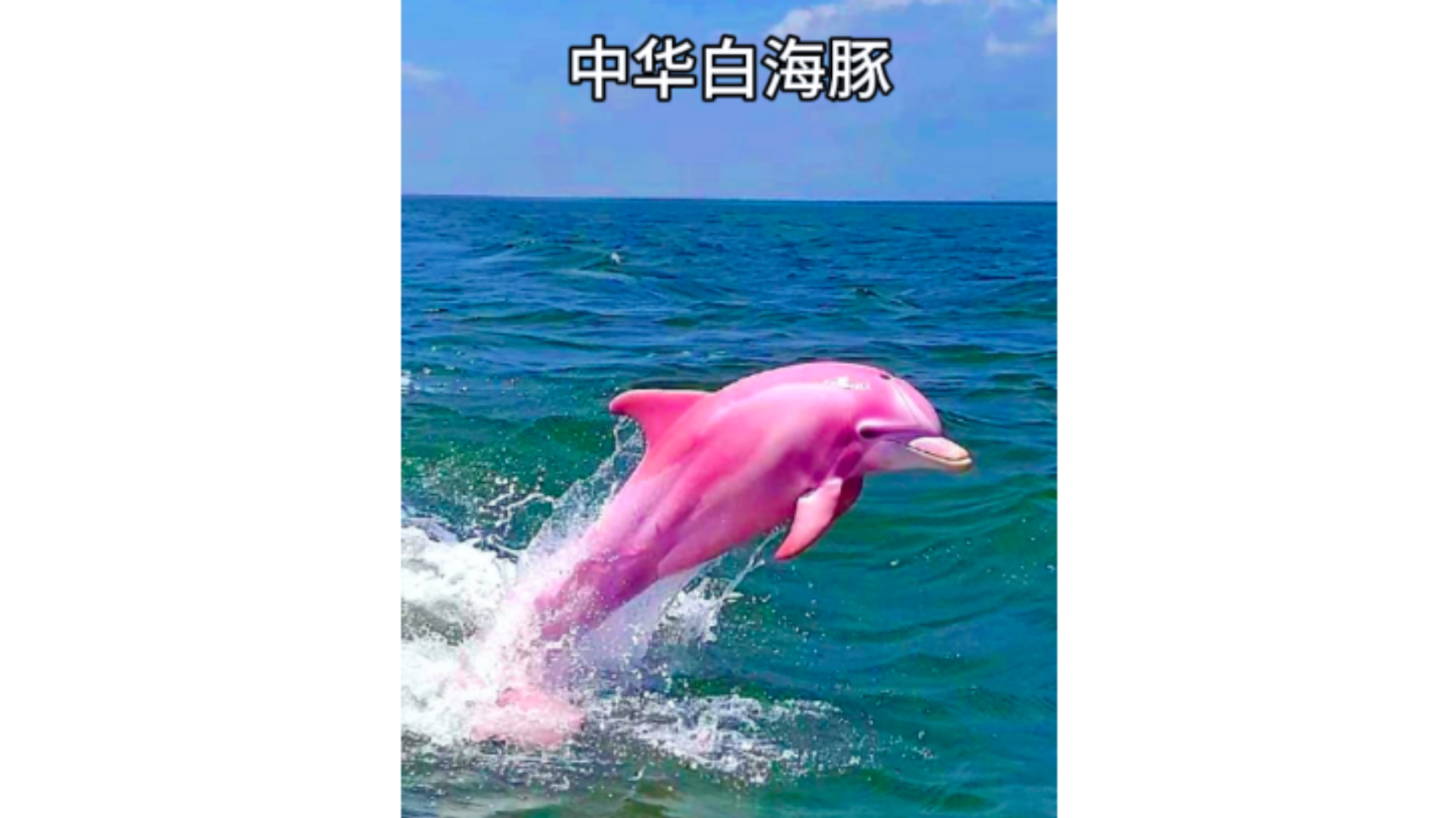 粉色海豚死亡图片