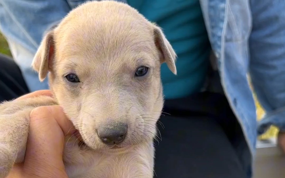 180一只的小细狗,有喜欢的吗?