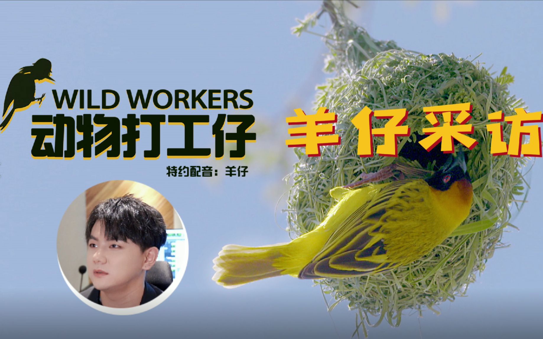 【羊仔】配音采访:非常喜欢小羊 希望自己也能像它们一样可爱