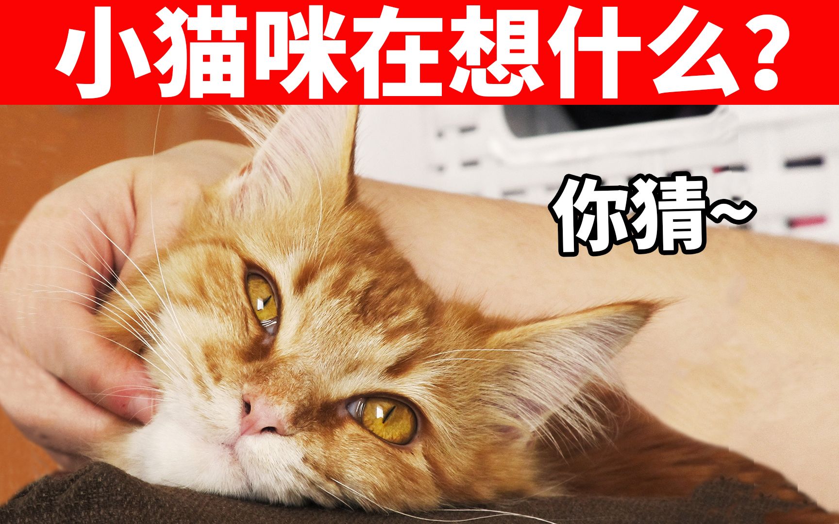 [图]猫的这10种肢体语言，爱猫的你一定要懂！ 【猫咪行为学EP5】