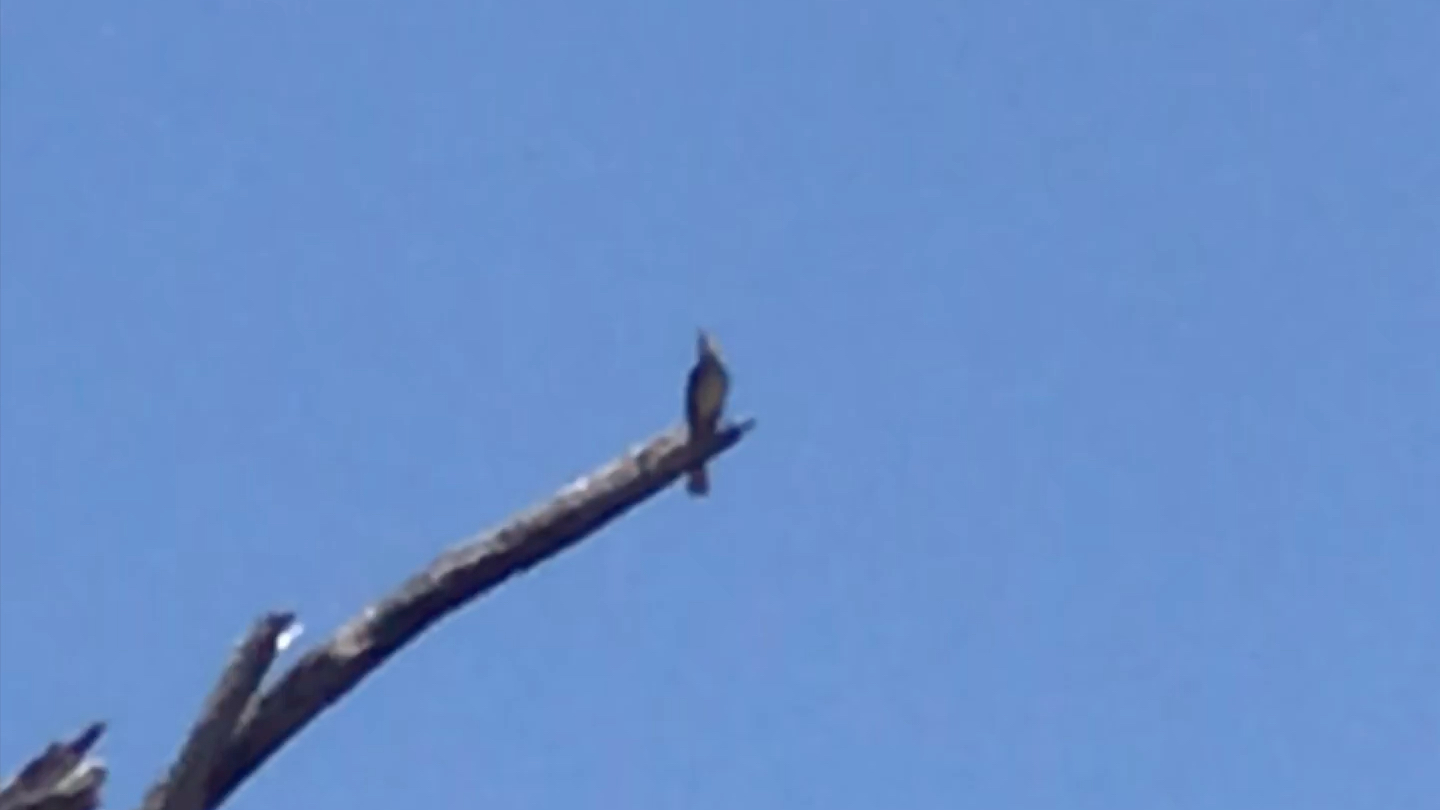 北方嘲鸫(Northern Mockingbird)、赤肩鵟(Redshouldered Hawk) 与白头鹰(Bald Eagle)哔哩哔哩bilibili