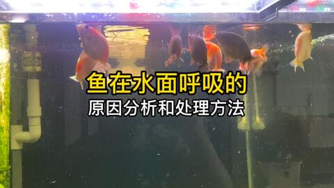 鱼在水面吃空气或者呼吸的几个原因 怎么处理 哔哩哔哩 Bilibili