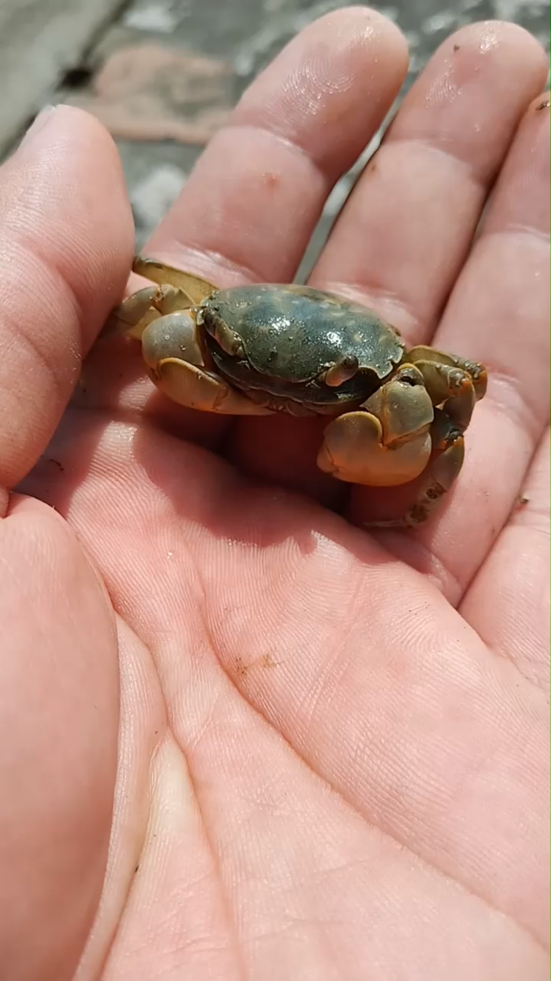 上海崇明岛野采 天津厚蟹(helice