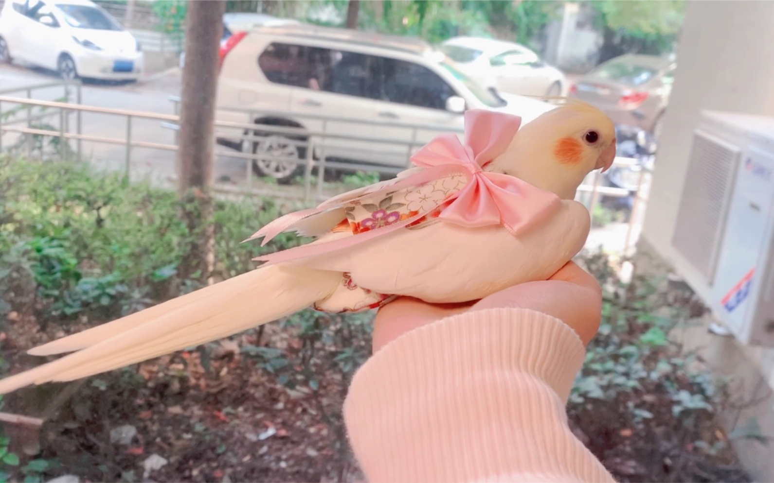 活动作品玄凤鹦鹉给香蕉买了一件汉服穿现在的鹦鹉尿布真好看