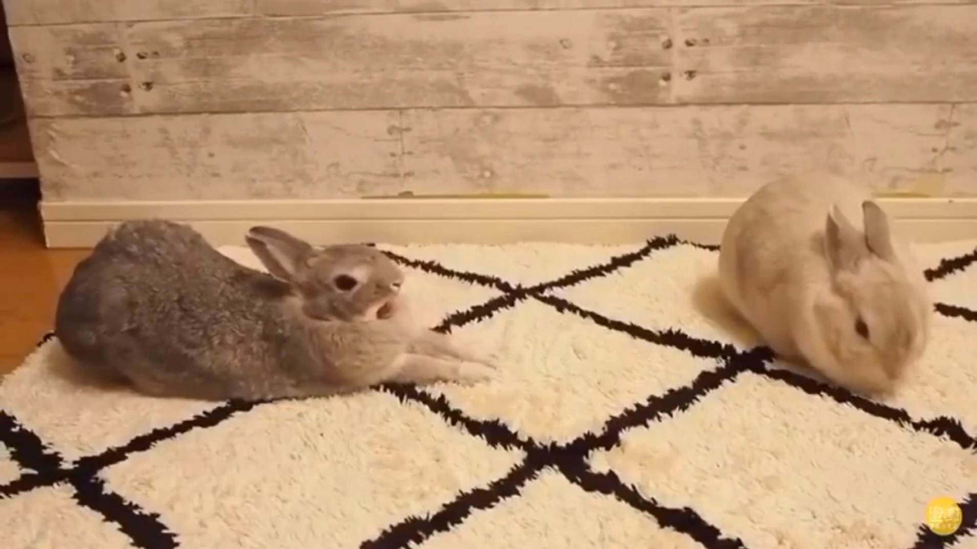 原来兔子叫起来的声音这么好听_哔哩哔哩_bilibili