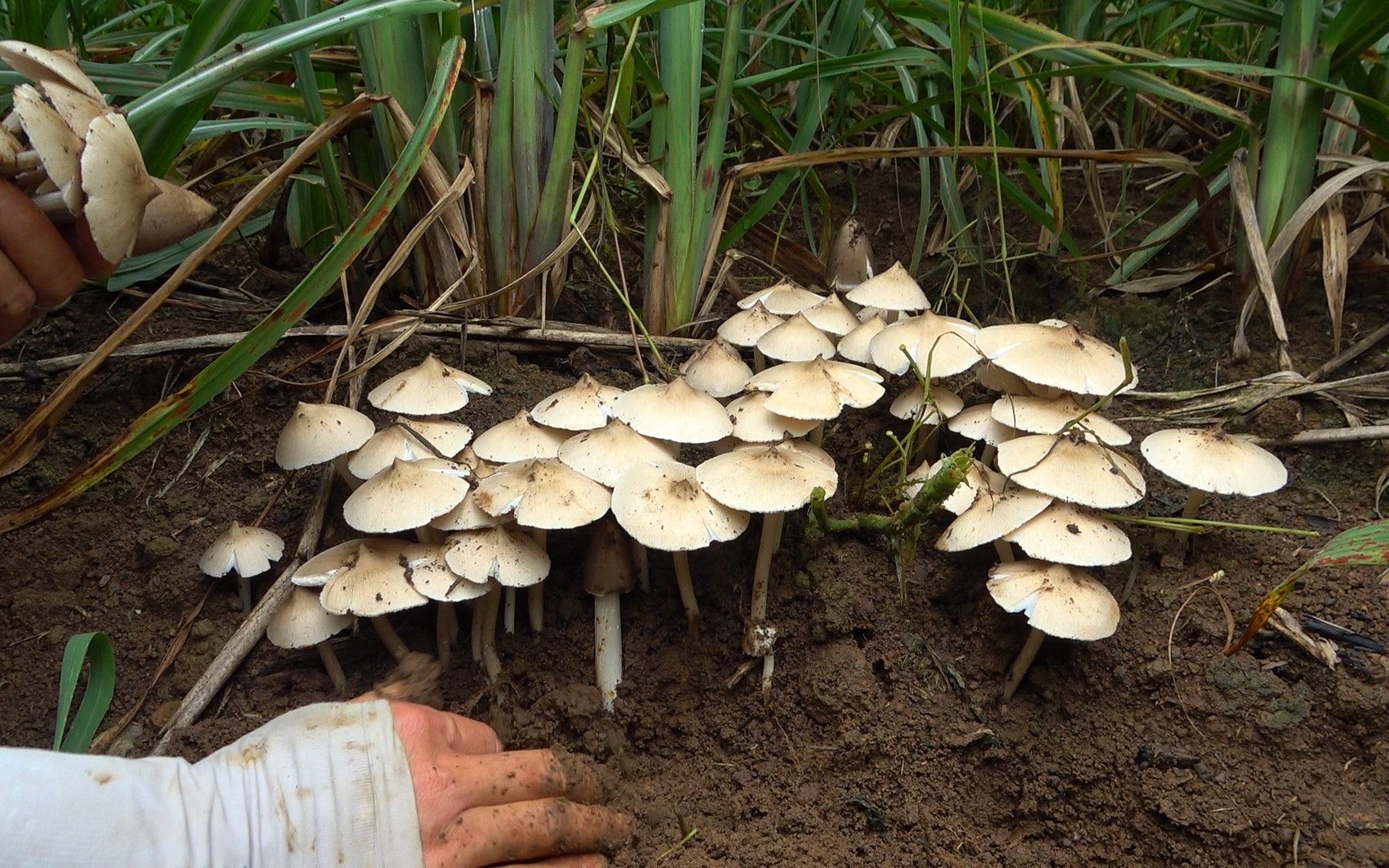 80元一斤的鸡枞菌农村甘蔗里真多,小伙找到一处又一处,太赚了_哔哩哔