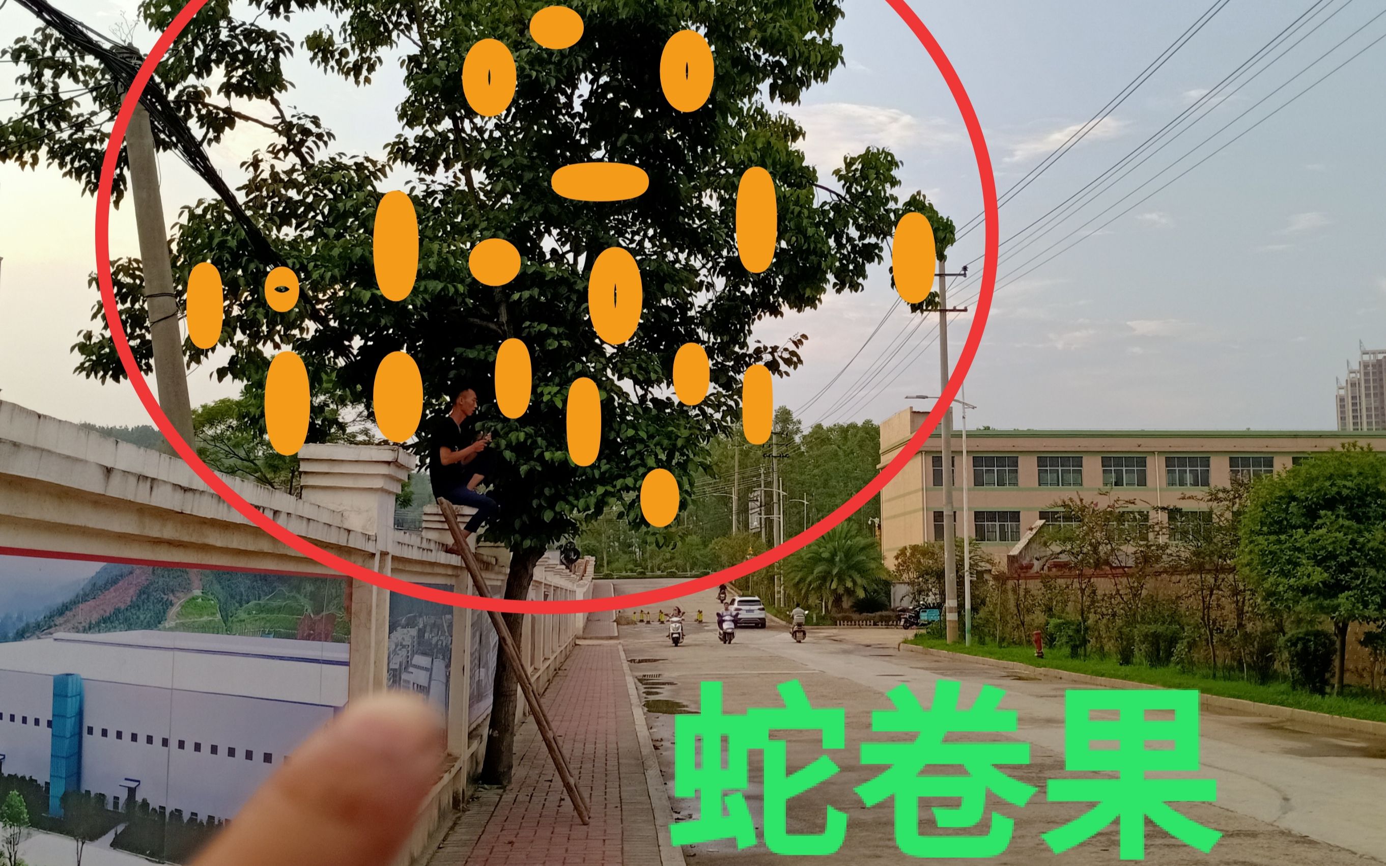 路中唯一颗蛇卷树老板十多万想买村民都不肯只为树上果子