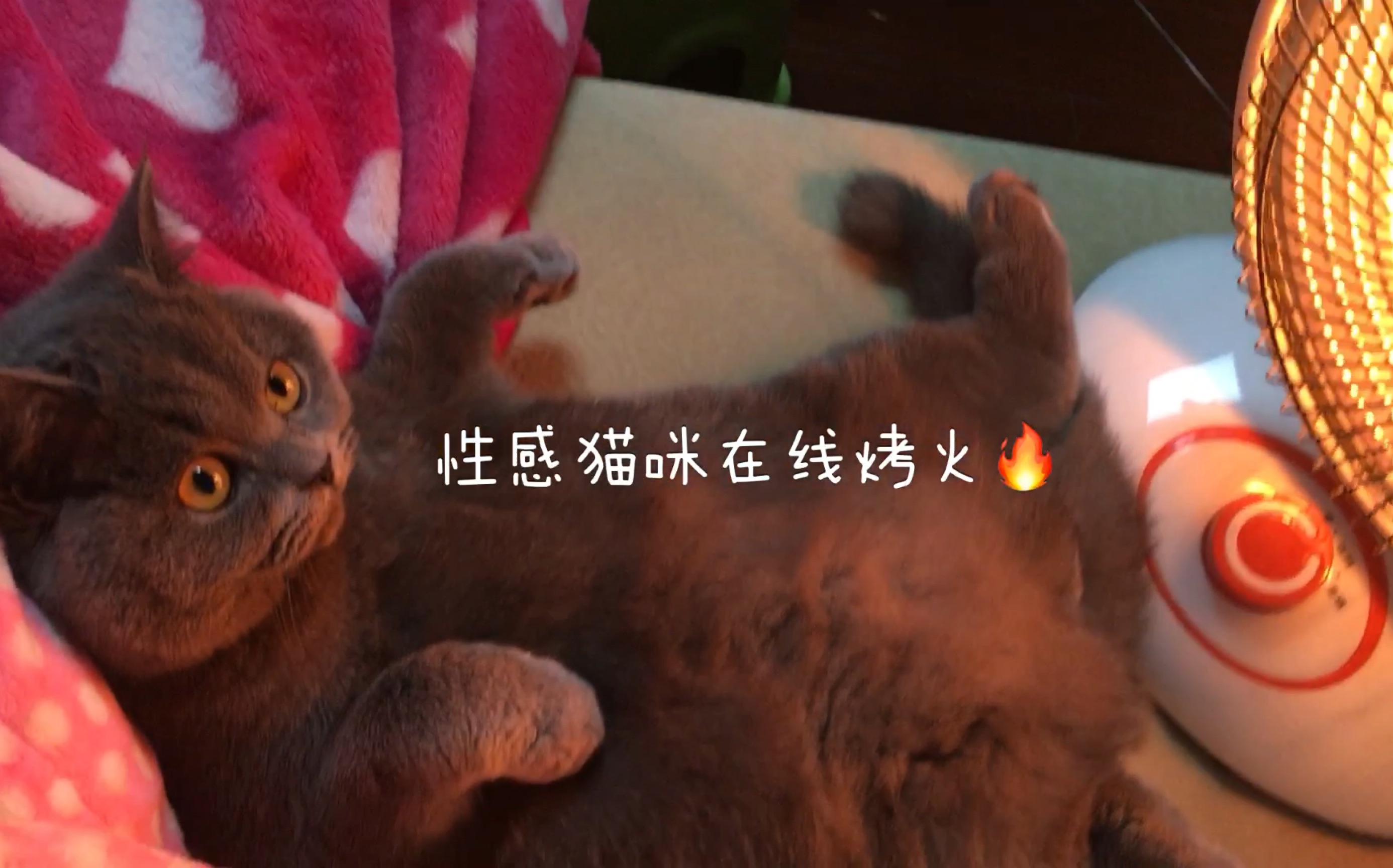 性感猫咪在线烤火视频曝光!