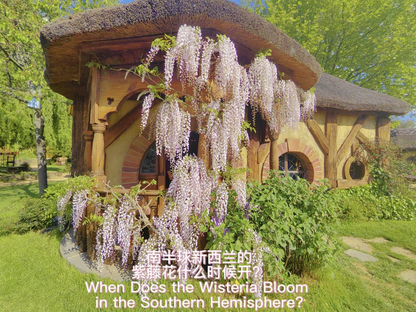 南半球新西兰的紫藤花什么时候开?When Does the Wisteria Bloom in the Southern Hemisphere霍比特村紫藤美极了哔哩哔哩bilibili