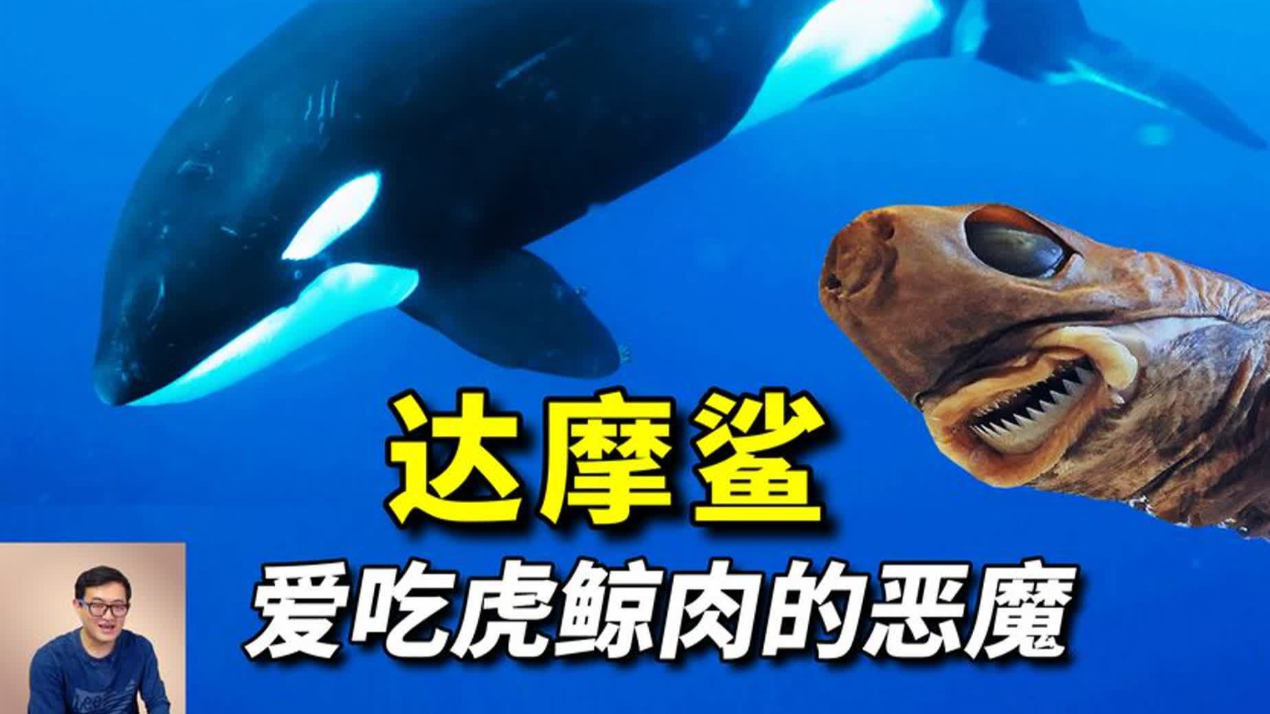 吃虎鲸的肉,喝大白鲨的血,以所有海洋动物为食的恶魔