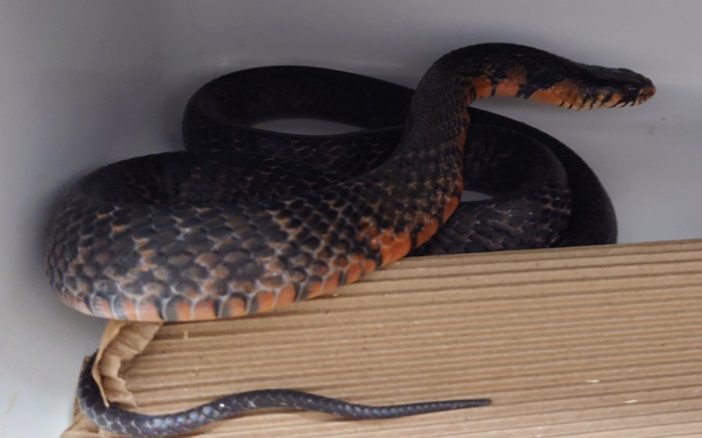 【红腹森王蛇】隔离房查房了