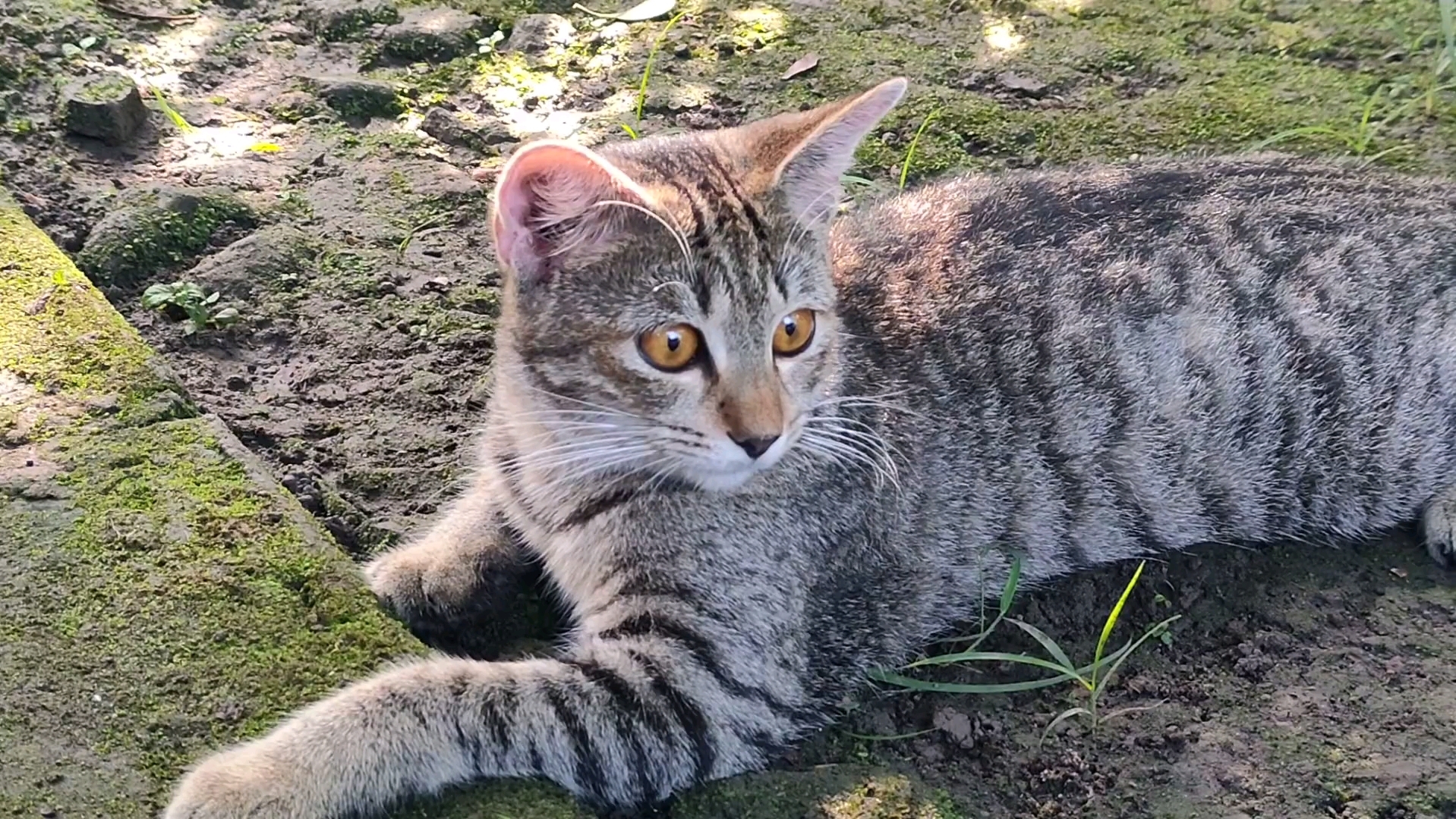 猫咪治愈我的心灵