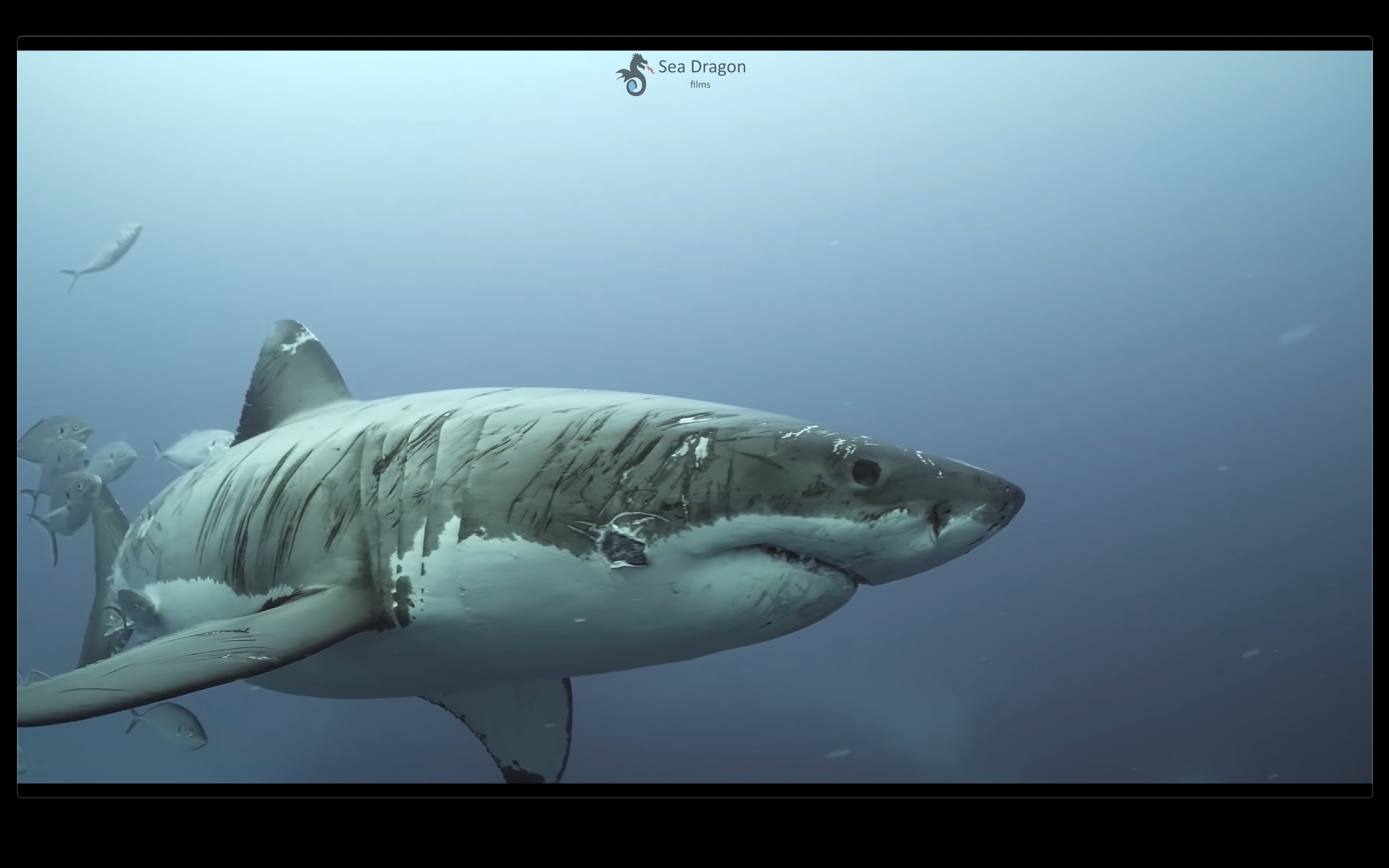大白鲨壁纸 霸气图片