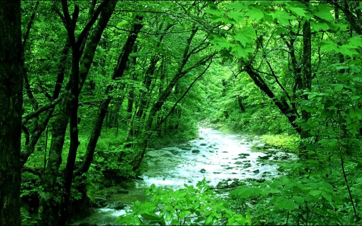 [图]助眠 -1小时自然音 平静的森林之声 3hour Nature Sounds of a forest for Relaxing