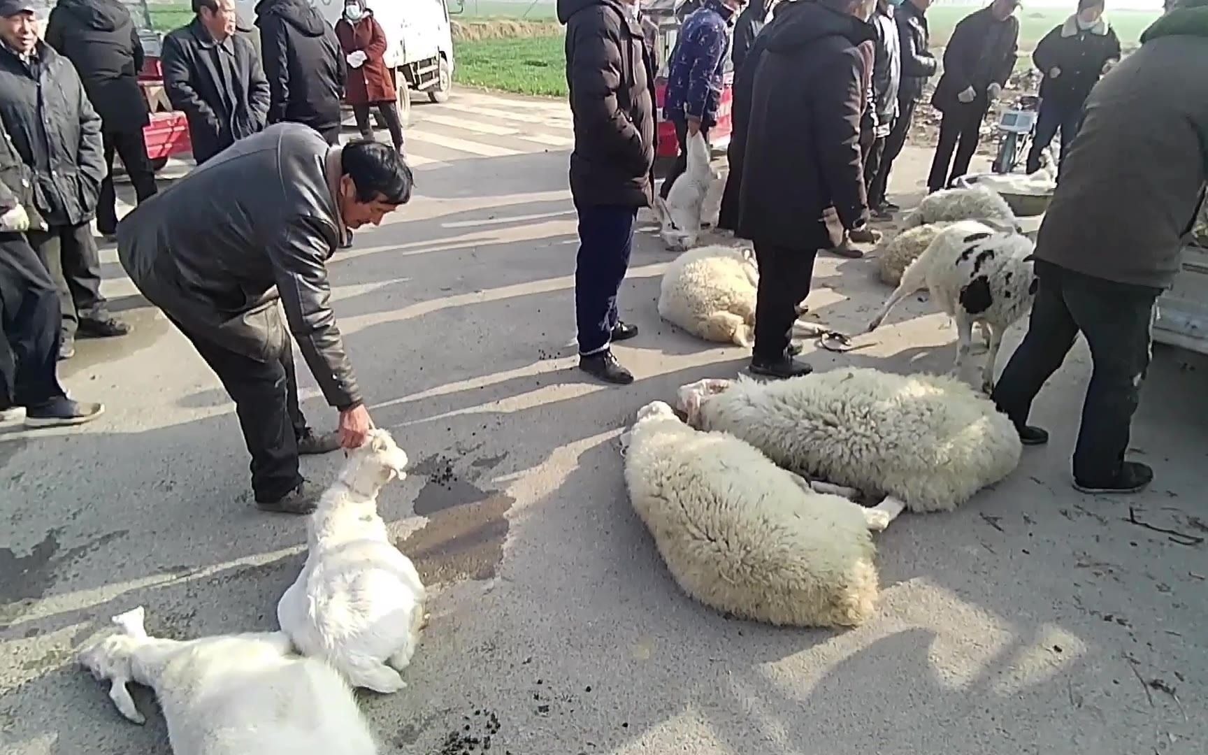 农村大叔集市卖羊,16一斤卖给收羊商贩,比你们那里贵吗