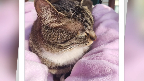 可爱大福猫看不看☆在腿上睡觉觉