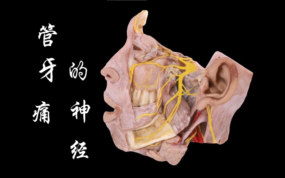 管牙痛的神经:牙痛不是病,痛起来真要命哔哩哔哩bilibili