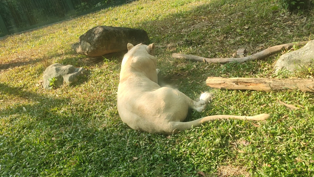 广州动物园虎山白虎,像小猫一样吃手手