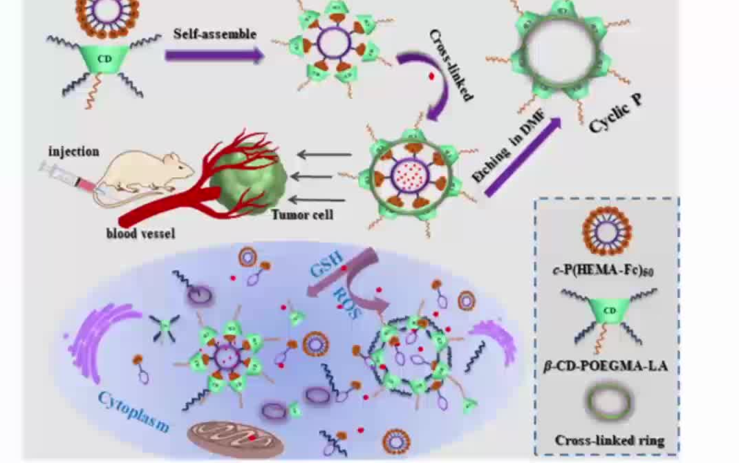 20220614南华大学魏华环状拓扑结构高分子的合成新策略及其作为药物载体的性能评价哔哩哔哩bilibili