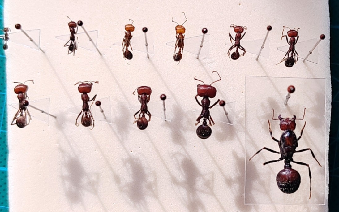 【巨首收获蚁】肯尼亚收获蚁全套标本制作(下)