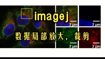 Imagej图片数据局部放大，裁剪