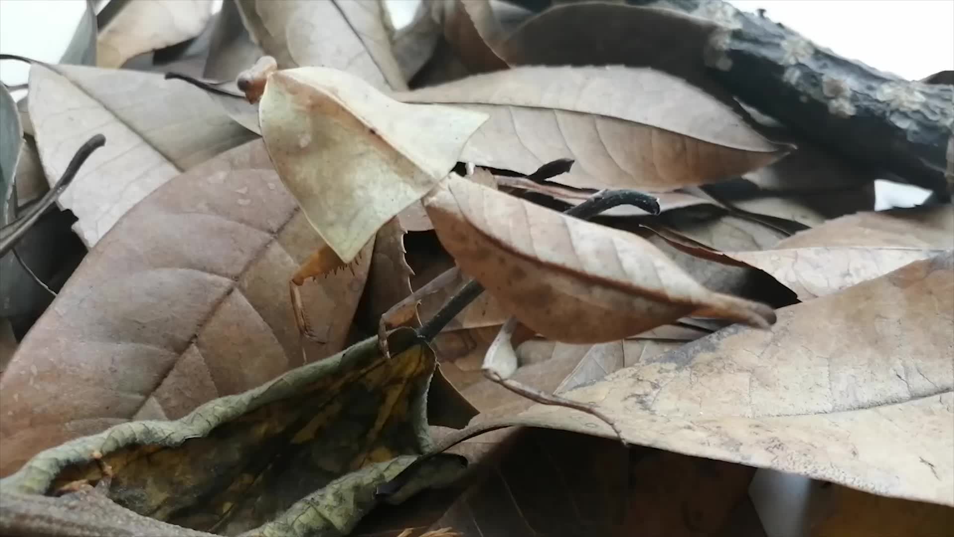 眼镜蛇枯叶螳成虫啦