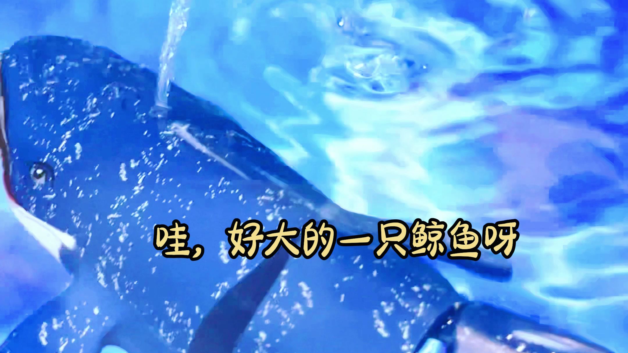 会喷水的电动遥控鲸鱼才是好鲸鱼