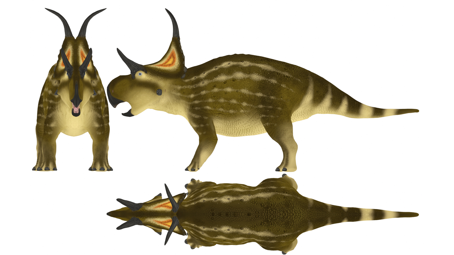 恶魔角龙三视图,仅供建模参考,切勿带入现实,谁想要谁拿走