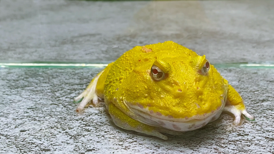 吃豆人青蛙吃掉整个巨大的横冲直撞的泥鳅现场喂食警告72