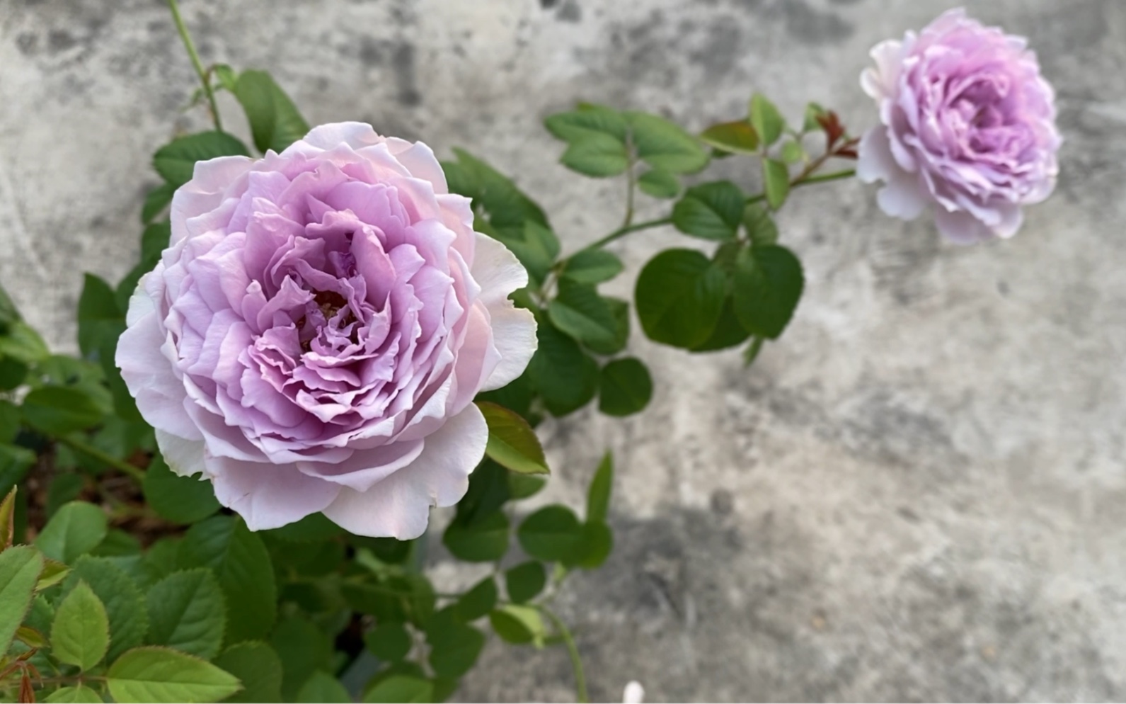 月季想开了系列---隐隐青夏花表现(六月份)_哔哩哔哩_bilibili