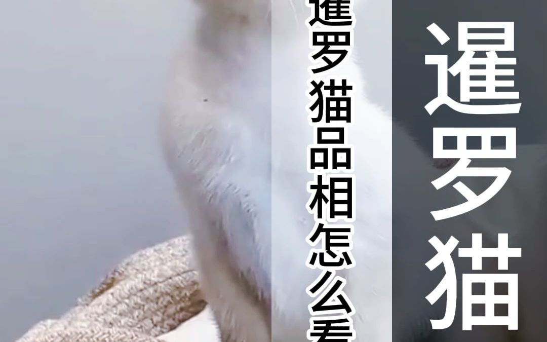 逻辑猫是个啥啊?!暹罗猫品相怎么看?暹罗猫怎么挑?暹罗猫有哪些遗传病?(5659)哔哩哔哩bilibili