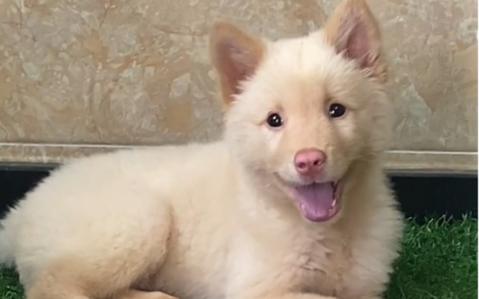 白五红土松,找人领养带回家,有人喜欢吗?白土松犬.广西田园犬