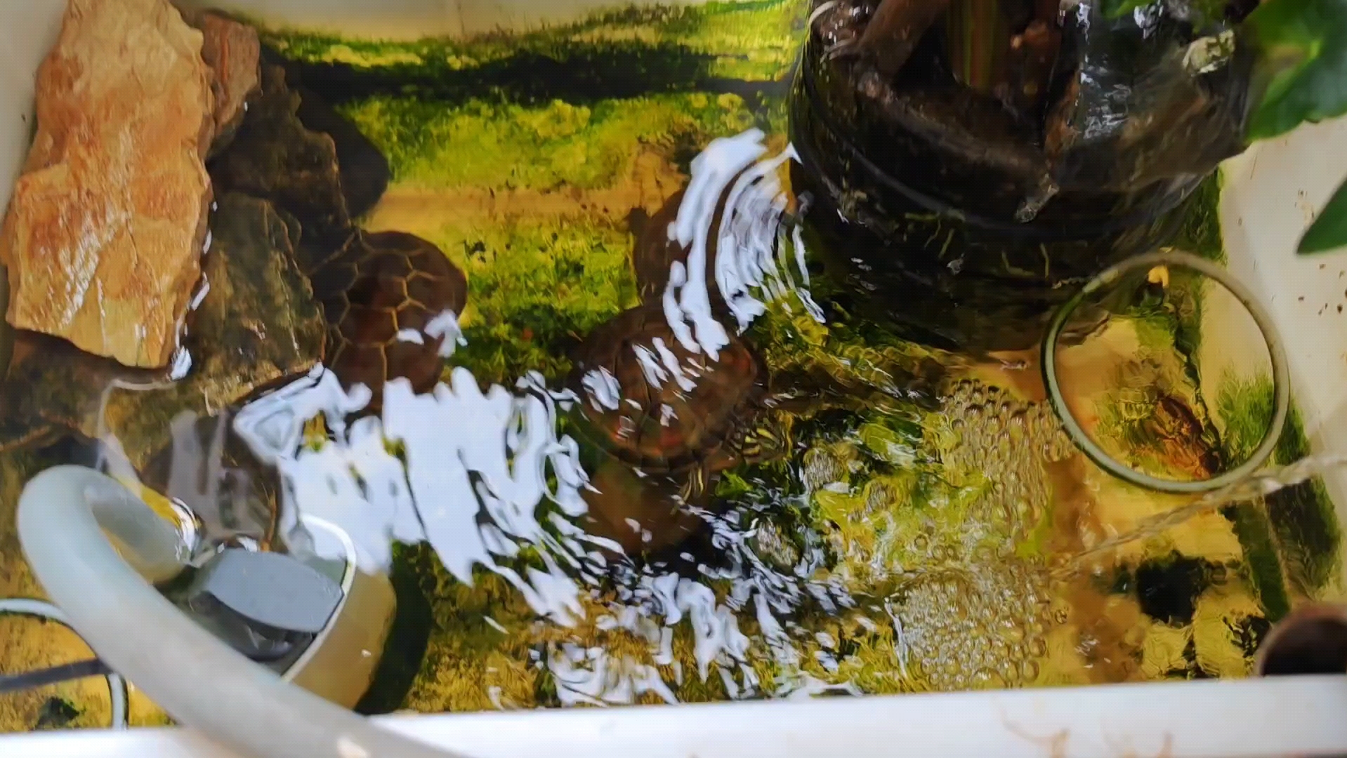 【小乌龟缸】如何打造简单高效的龟缸过滤