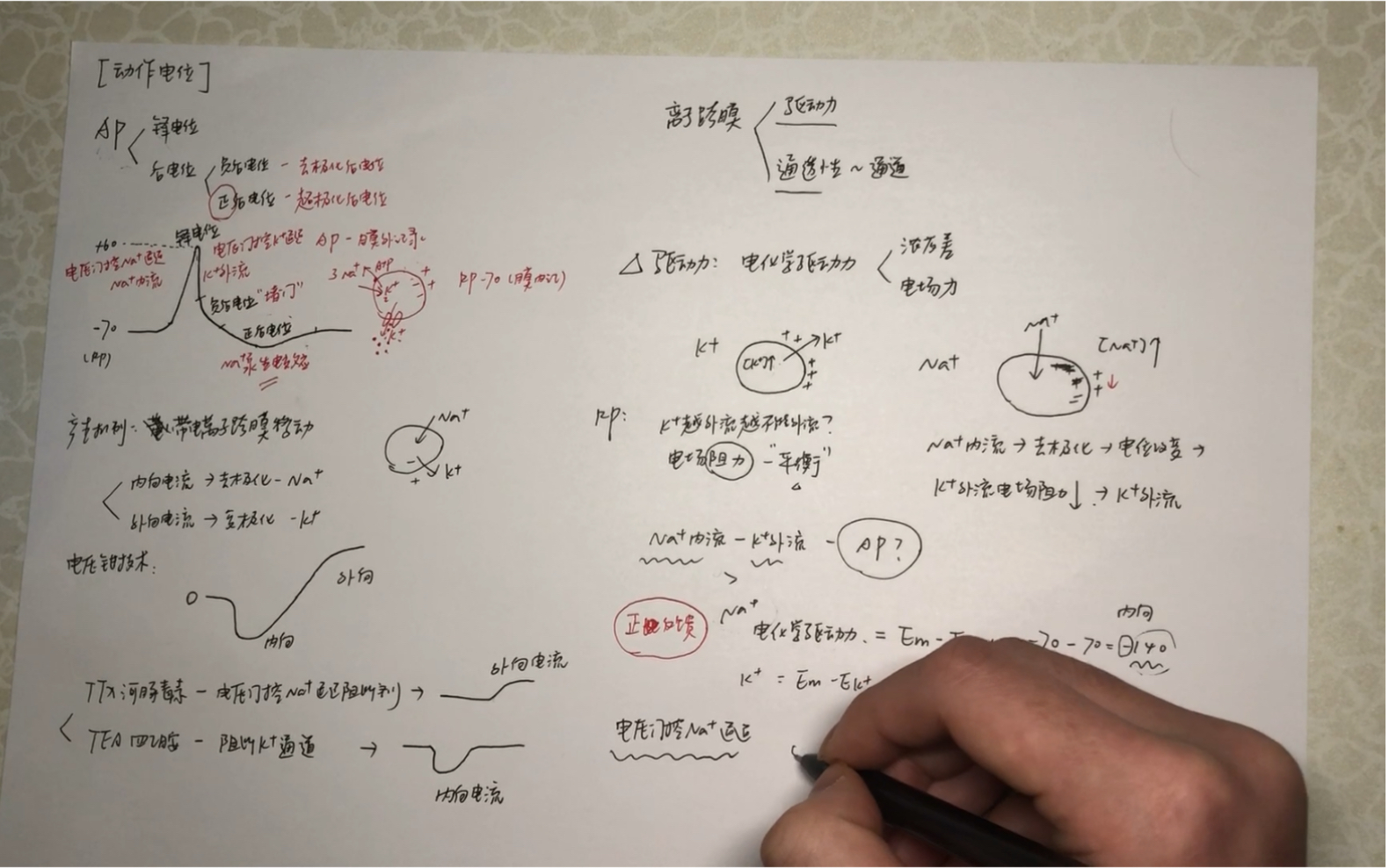 【动作电位】医学生的生理学习分享 钠离子越内流就越内流?正反馈?哔哩哔哩bilibili