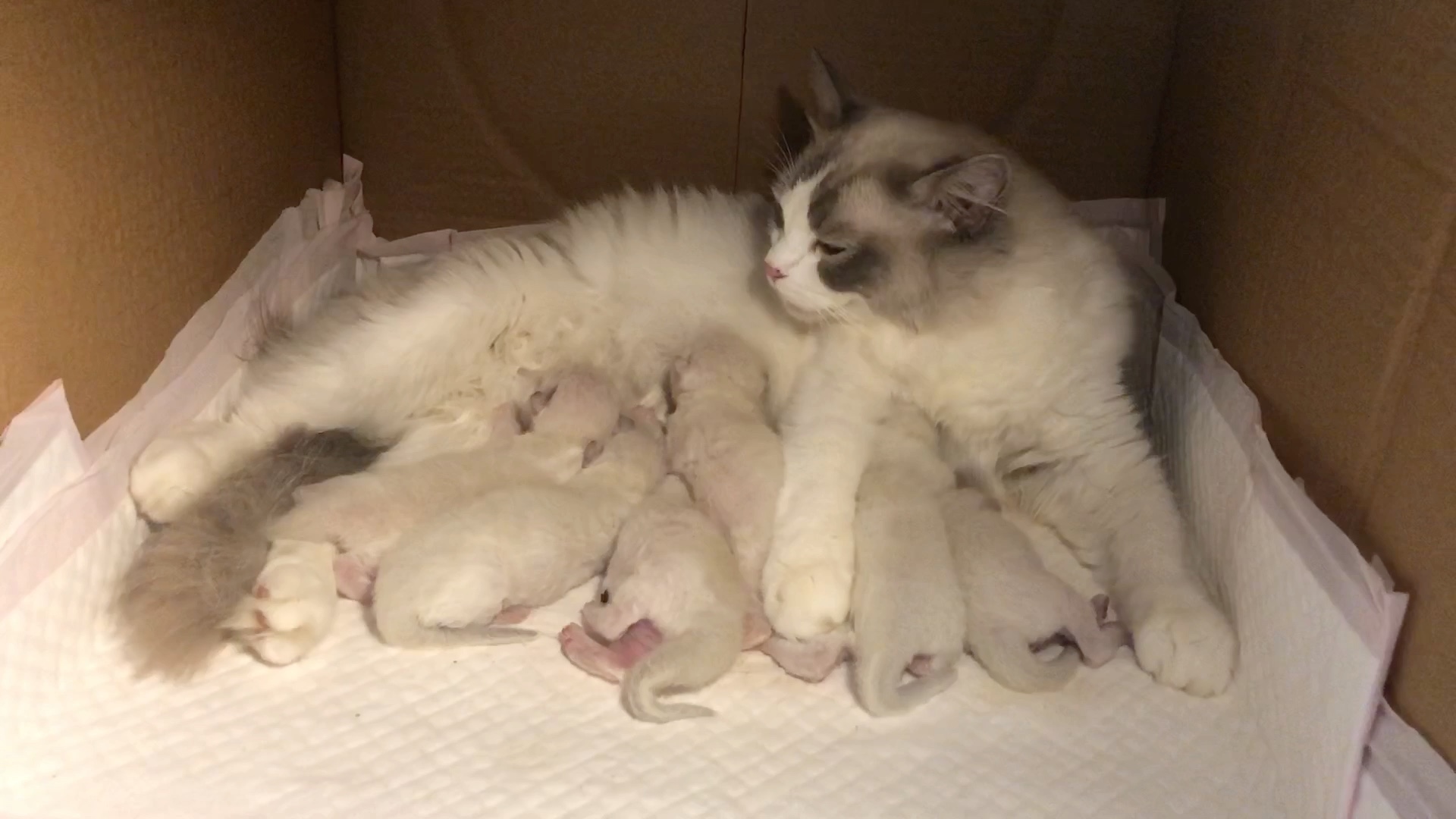 布偶猫妈辛勤喂奶第一弹