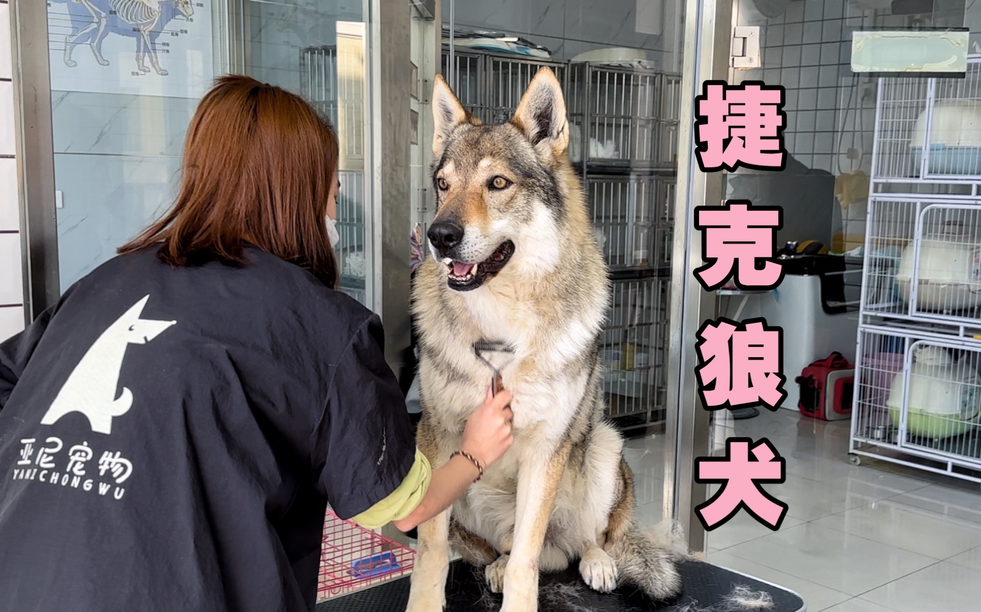 “捷克狼犬”一位身价100万的捷克狼犬的洗澡全程视频!哔哩哔哩bilibili