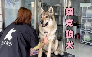 Download Video: “捷克狼犬”一位身价100万的捷克狼犬的洗澡全程视频！