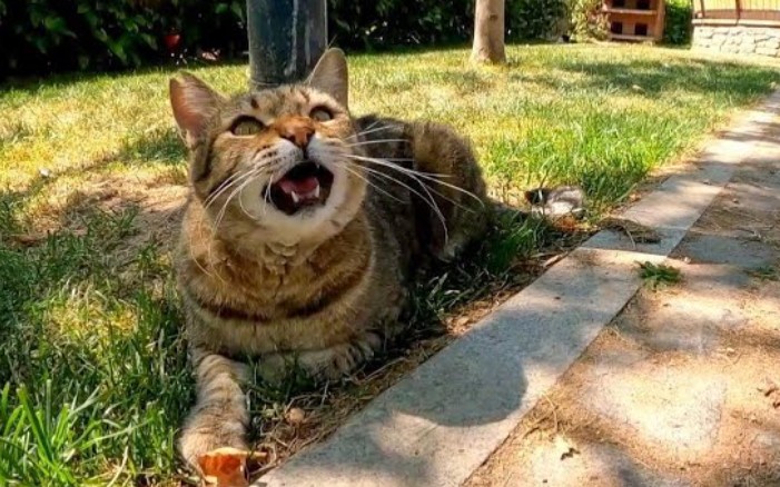 公园里的猫一看到我的脸就跟我打招呼,很可爱-感动猫动画-感动猫动画-哔哩哔哩视频