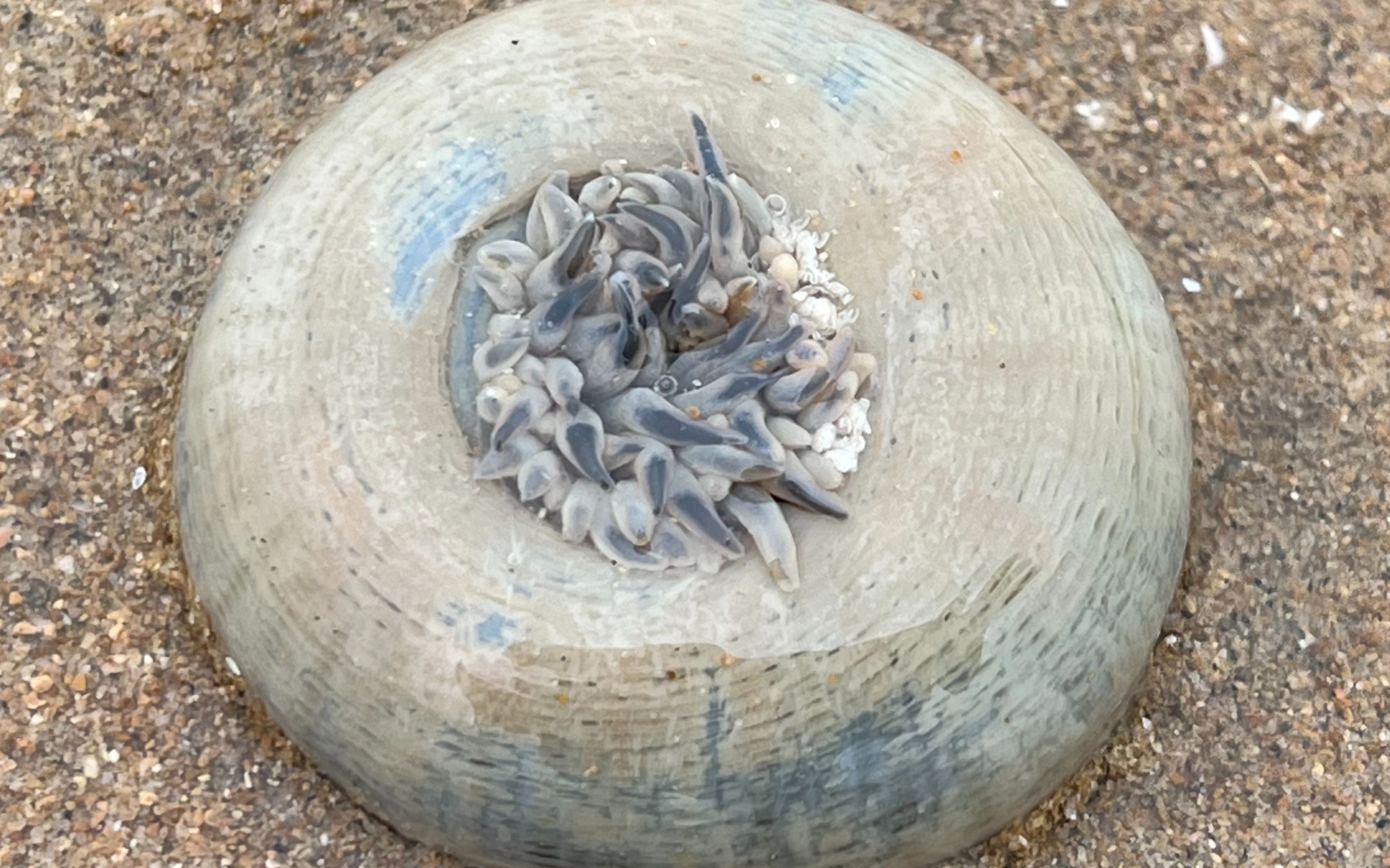 大庆赶海,随着潮水挖到一个比胳膊还长的大海葵,还有黑色海参哔哩哔哩bilibili