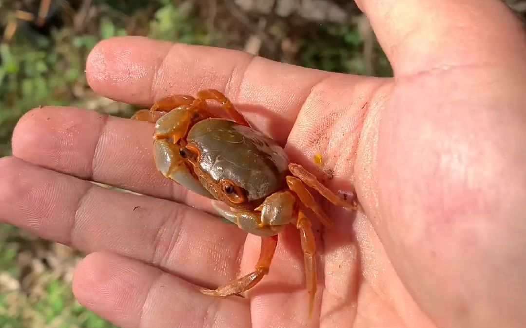 田里的水沟里 有很多漂亮的小螃蟹 把它们放到另外一个水沟生活!
